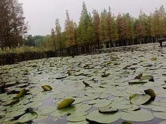 -白鹭湾湿地公园