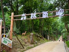-洛阳白云山景区