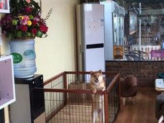 -柴犬高等学院·狗咖·柴犬售卖·宠物训练