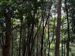 -黄埔油麻山森林公园