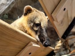 -Zoolung Zoolung动物主题公园(海信广场店)