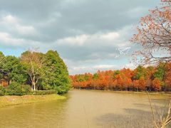 -上海海湾国家森林公园