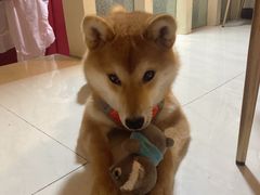 -爱宠屋pet shop·宠物洗澡·宠物美容