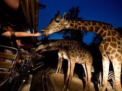 -清迈夜间动物园