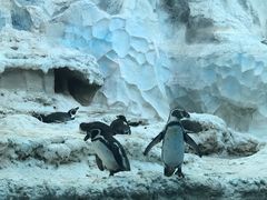 -帝企鹅自助餐厅•儿童岛•真企鹅(长隆企鹅酒店)