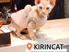 -70cat德文卷毛猫·缅因猫纯种猫舍