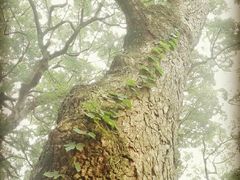 -普陀山慧济禅寺