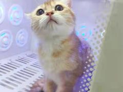 -喵zoo家庭繁育猫舍(尖东智能花园店)