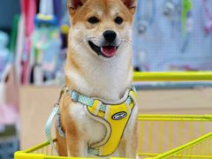 -帕帕拉兹宠物(亚洲旗舰店)