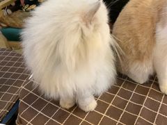-万小咖.猫咖(中山路天虹店)