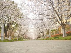 -高东镇樱花园