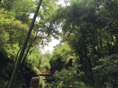 -川西竹海景区
