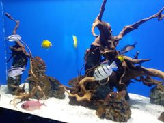 -烟台海昌鲸鲨海洋公园