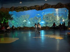 -芜湖新华联大白鲸海洋公园