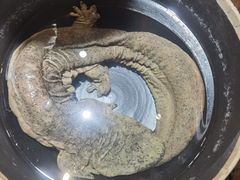 -印象鲵宴·张家界地标美食名片(溪布街店)