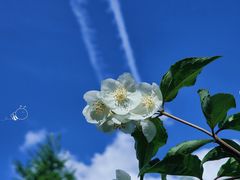 -黑龙江省森林植物园