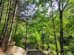 -王顺山国家森林公园