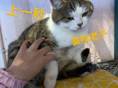 -喵屿·大理花园猫咖