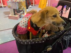 -东浩兰生上海世博展览馆