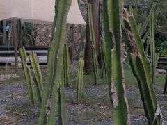 -MOJ coffee(瓯海泽雅水碓坑店)