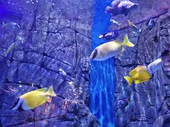 -成都浩海立方海洋公园