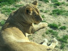 -北京野生动物园