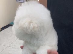 -安安宠医宠物医院·异宠·犬猫内科(岳阳分院)