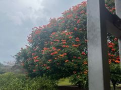 -中国科学院西双版纳热带植物园