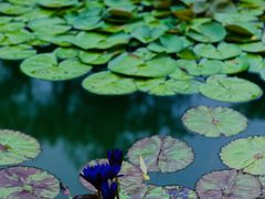 -国家植物园南园