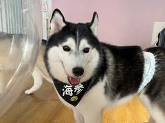 -Husky Go! 哈士奇体验馆·宠物咖啡厅狗咖