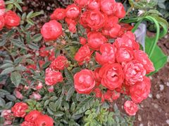 -人民公园(罗湖区)