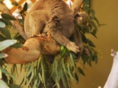 -费瑟代尔野生动物园