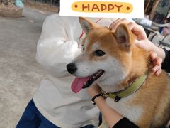 -柴犬高等学院·狗咖·柴犬售卖·宠物训练