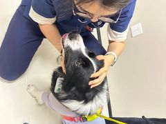 -御宝贝24h宠物医院·转诊中心·CT核磁血透中心(厦门总院)