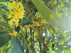 -潜山国家森林公园