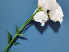 -循礼门鲜花花市(武汉循礼门店)