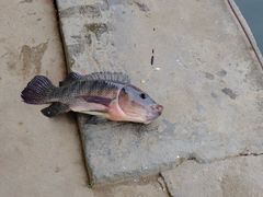 -特种渔场
