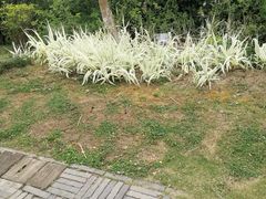 -白鹭湾湿地公园