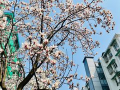 -运河游船(武林门码头)