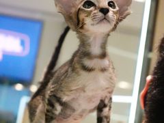 -momokira米努特·德文卷毛猫·棉花面纱犬