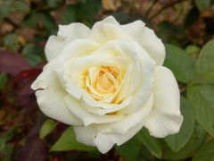 -亚龙湾国际玫瑰谷