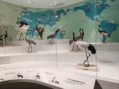 -盐城丹顶鹤湿地生态旅游区
