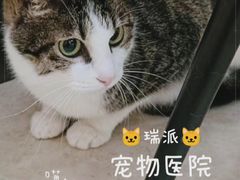 -瑞派新吉太郎宠物医院·重症转诊中心·泌尿道(嘉禾望岗院)