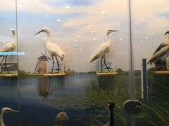 -下渚湖国家湿地公园科普馆