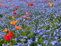 -上海滨江森林公园