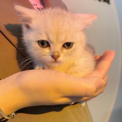 -本小姐美学·半永久纹眉野生眉