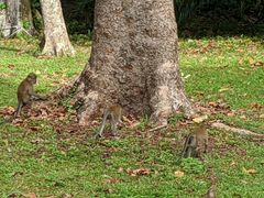 -武吉知马自然保护区