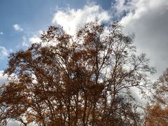 -乌兰布统景区-白桦林