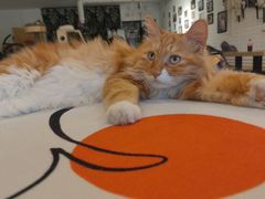 -平行世界·猫咖(首经贸店)