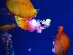 -海合安成都极地海洋公园